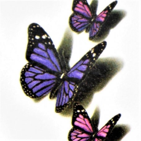 papillons de pourpre