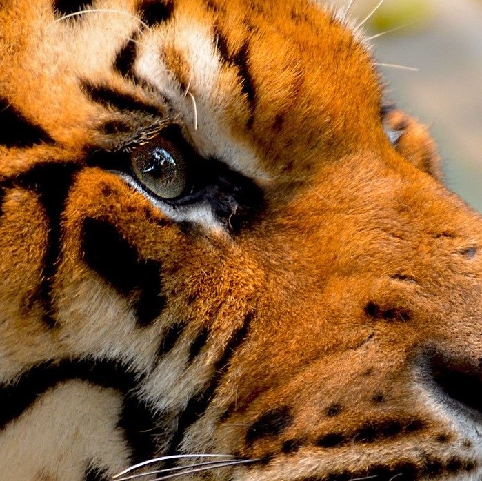oeil de tigre